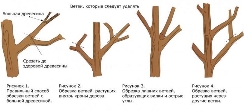 Формирование кроны груши