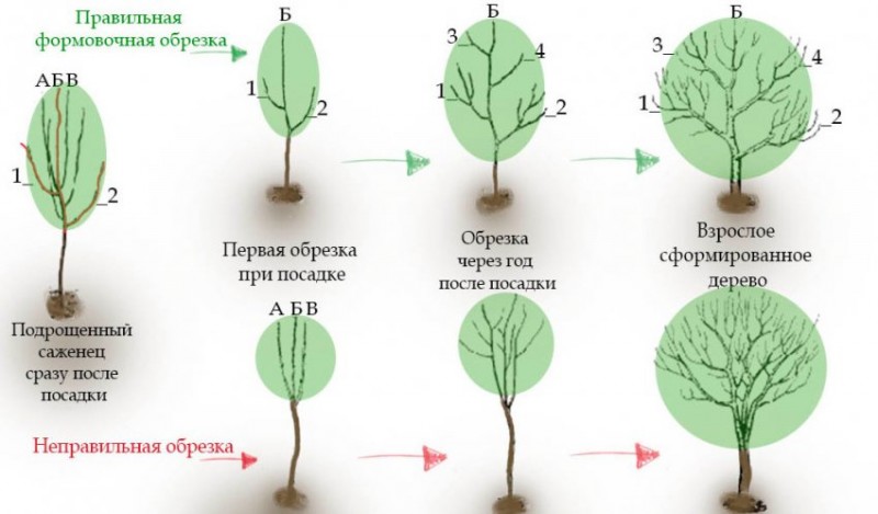 Обрезка груши