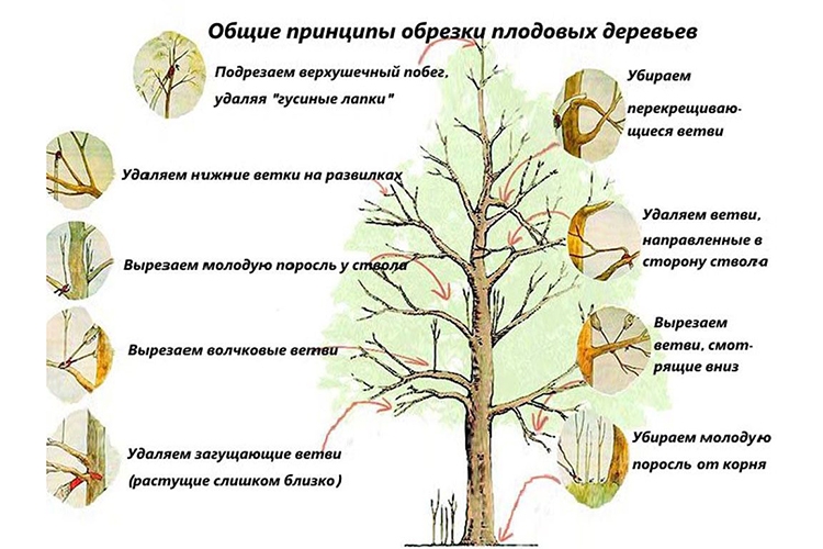 Груша кафедральная: описание и характеристики сорта, особенности посадки и ухода, достоинства и недостатки