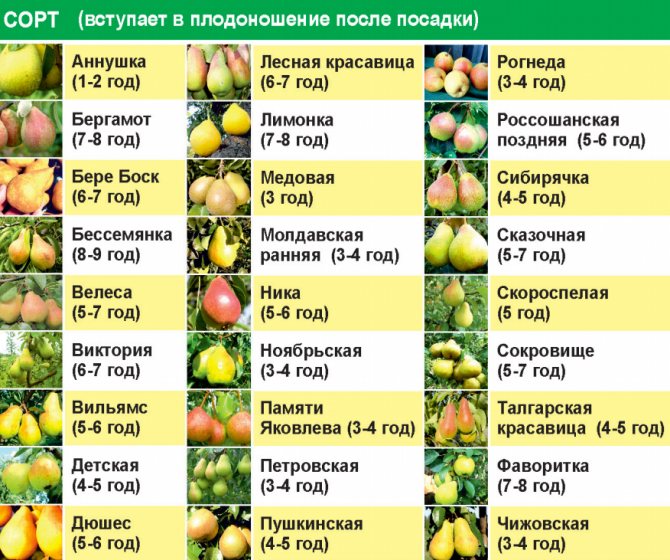 Выращивание чеснока: как ухаживать, чтобы был хороший урожай