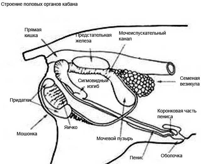 Репродуктивные органы кабана