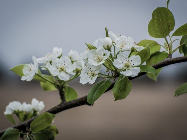 Молодое деревце необходимо удобрить