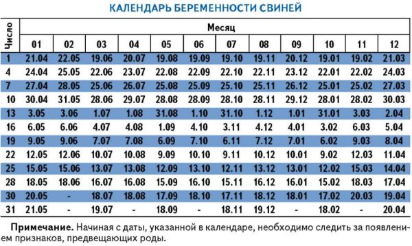 Календарь беременности для свиней