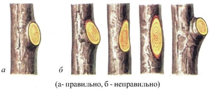 Схема обрезки на кольцо