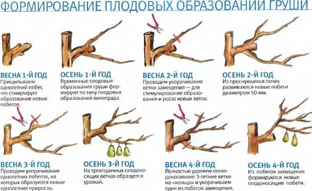 Схема формирования плодовых образований