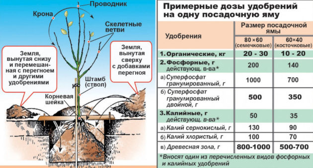 Груша Велеса. Описание сорта, фото, отзывы, опылители, морозостойкость