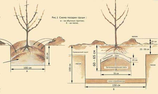 Груша Феерия. Описание сорта, фото, отзывы, морозостойкость, посадка, уход