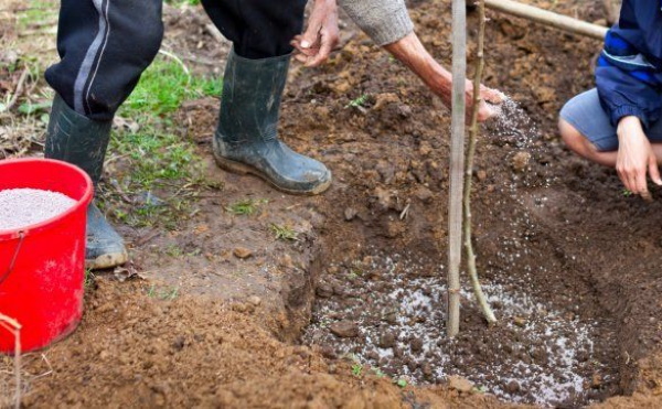 Груша Феерия. Описание сорта, фото, отзывы, морозостойкость, посадка, уход