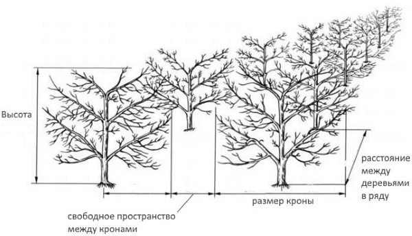 Груша Феерия. Описание сорта, фото, отзывы, морозостойкость, посадка, уход