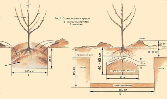 Груша Велеса. Описание сорта, фото, отзывы, опылители, морозостойкость