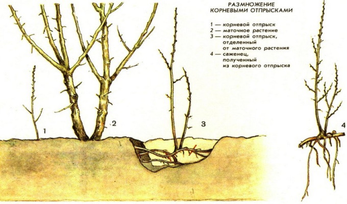 Груша Лесная красавица. Описание сорта, фото, опылители, морозостойкость