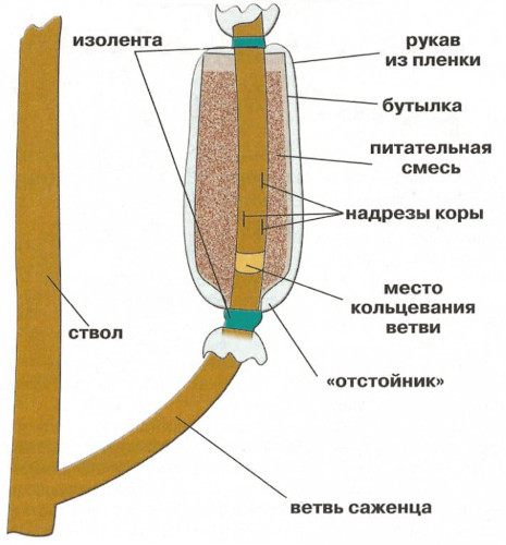 Груша Осенняя Яковлева. Описание сорта, фото, отзывы