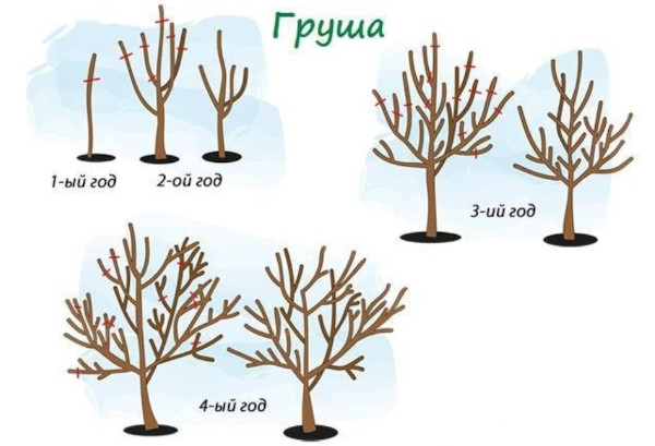 Груша Осенняя Яковлева. Описание сорта, фото, отзывы