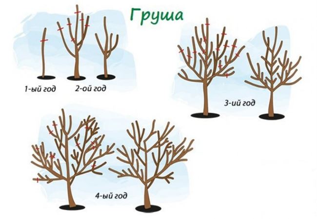 Обрезка и формирование кроны 