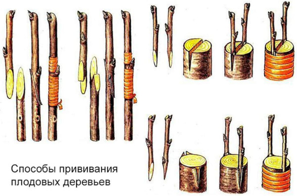 Груша Форель. Фото, описание сорта, отзывы