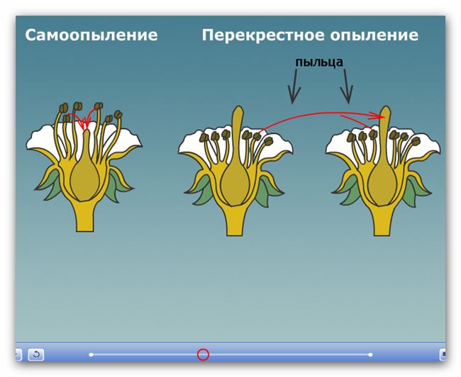 Опыление и размножение