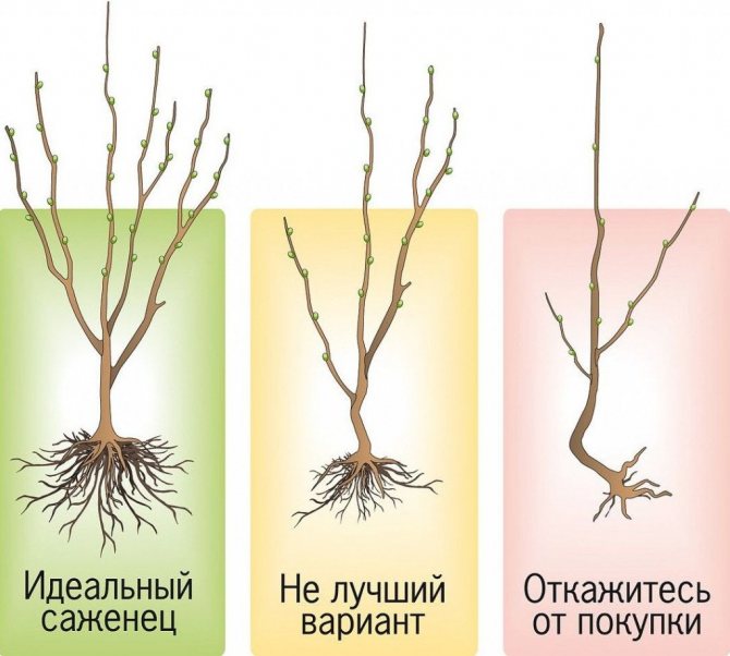 Выбор грушевого саженца