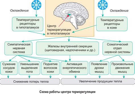 Адаптация организма к низкому кислородному содержанию