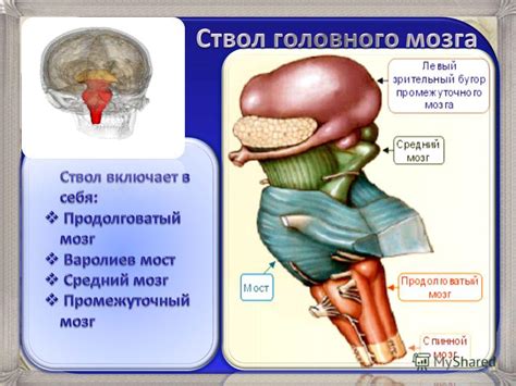 Активация зрительных и слуховых рецепторов