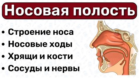 Анализ состояния носовых ходов и их сужение как симптом