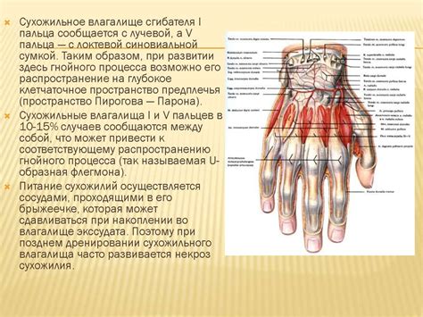 Анатомические особенности ноги