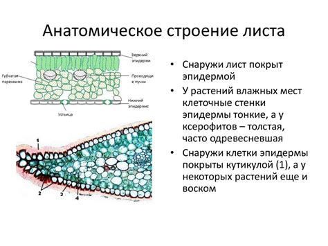 Анатомическое строение