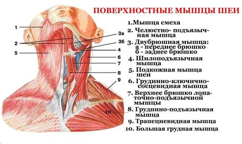 Анатомия движения рукой около шеи