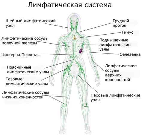 Анатомия и функция югулярных лимфоузлов