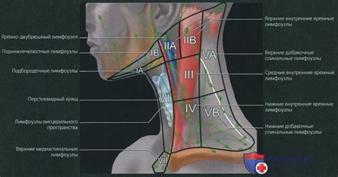 Анатомия ретрокруральных лимфоузлов