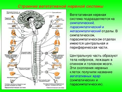 Аномалии развития клеток вегетативной нервной системы