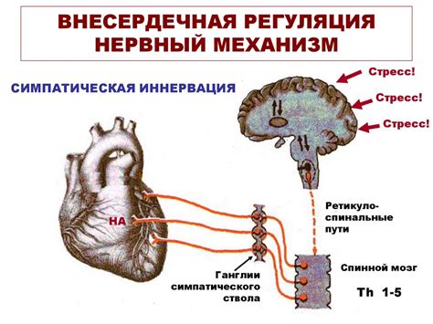 Аномалии сердечной деятельности