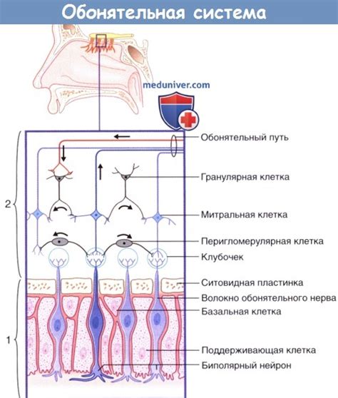 Ароматическая обонятельная реакция