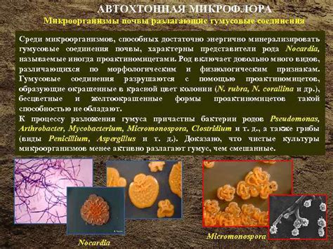 Биологическая активность почвы: разложение органического материала и микроорганизмы