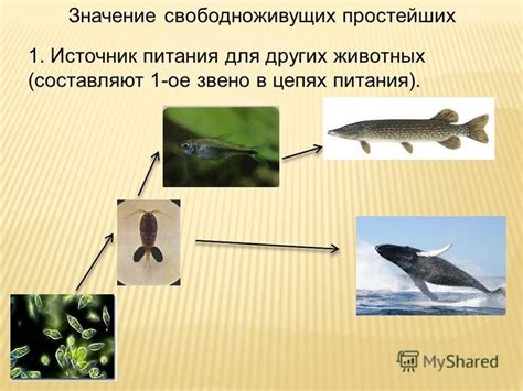 Биологическая роль свободноживущих простейших