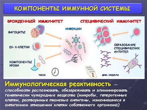 Биологический процесс и иммунная система