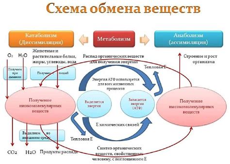 Биологический процесс и обмен веществ