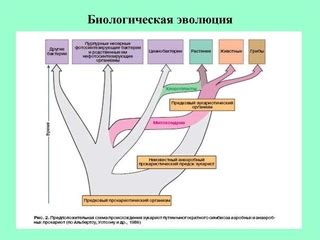 Биологический процесс и эволюция