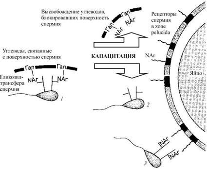 Биологическое значение взаимодействия