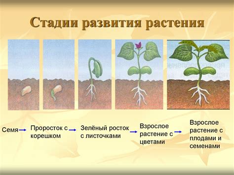 Важность плодоножки с сочленением для питания и развития растения