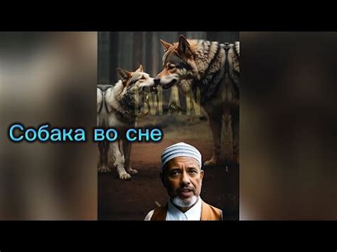 Вдохновение и значимость Элегии голдсмита собаки