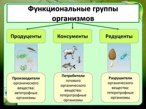 Взаимодействие видов в экосистеме и его значение