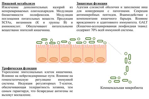 Взаимодействие сапрофитической микробиоты с организмом