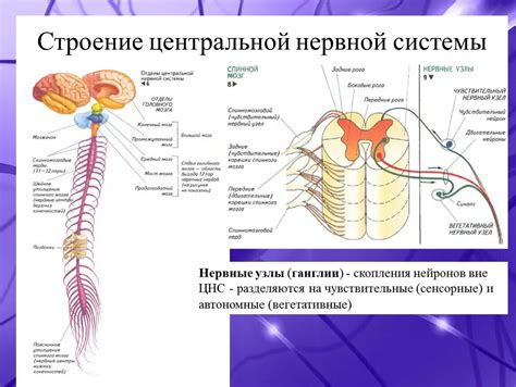 Взаимосвязь зевка и нервной системы