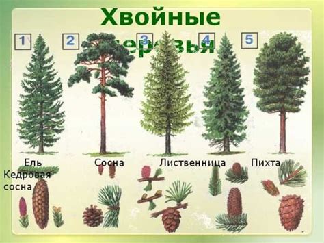 Виды и видовые характеристики среднерослых деревьев