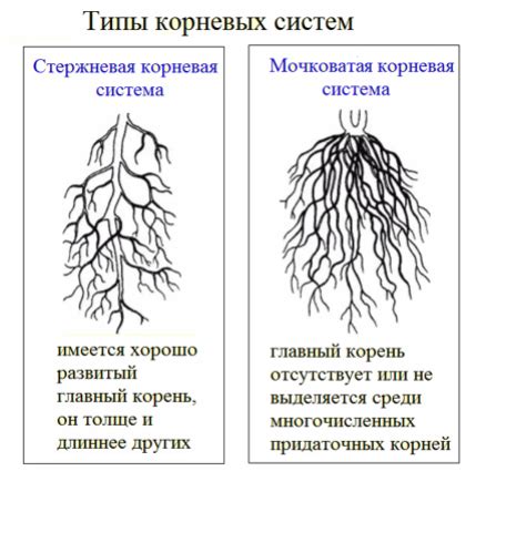 Виды корней