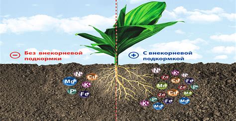 Влияние качества и удобрений на структуру мяса