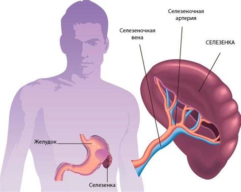 Влияние маленькой селезенки на организм
