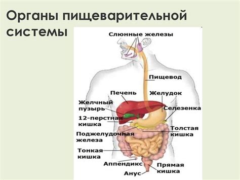 Влияние пищеварительной системы на процесс образования стула