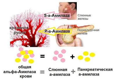 Влияние пониженной панкреатической амилазы на пищеварение