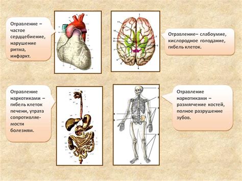 Влияние порушки параня на организм